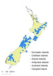 Fuscospora fusca distribution map based on databased records at AK, CHR and WELT. 
 Image: K. Boardman © Landcare Research 2015 CC BY 3.0 NZ